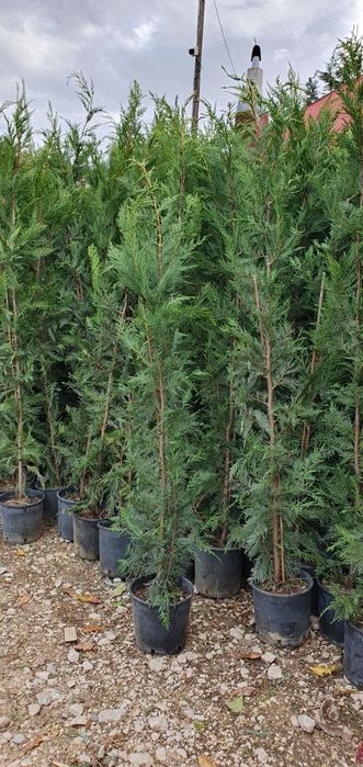 Leylandi chiparos la ghiveci