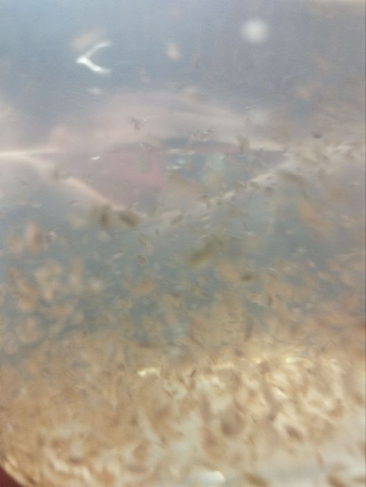 Dafniya baliq ovqati. Дафня корм для рыб