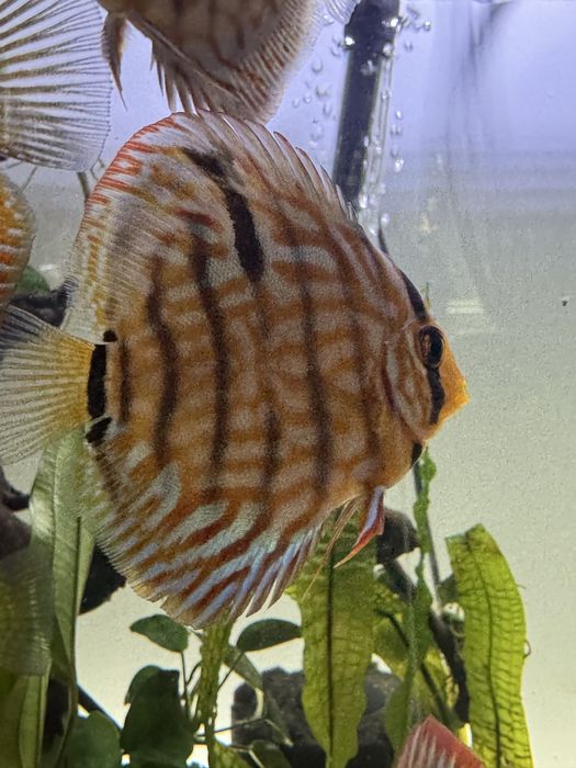 Pesti Discus acvariu