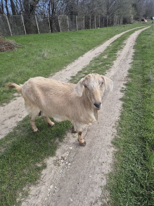 Продавам 2 овце 1 коза ялови  за клане