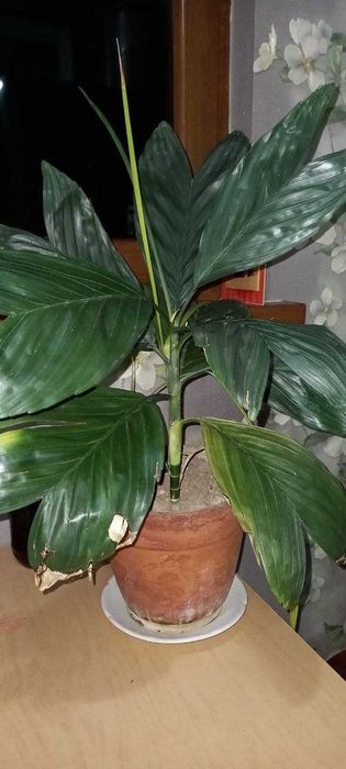 Продам пальму Хамедорея Эрнеста-Августа