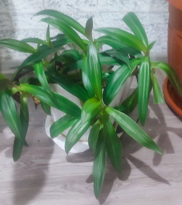 Продаются комнатные цветы