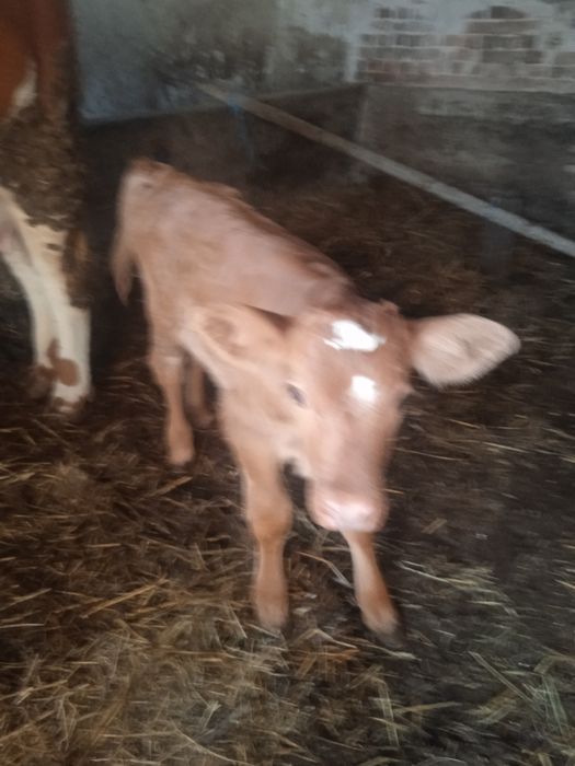 Vând juninca de 2 ani cu itea