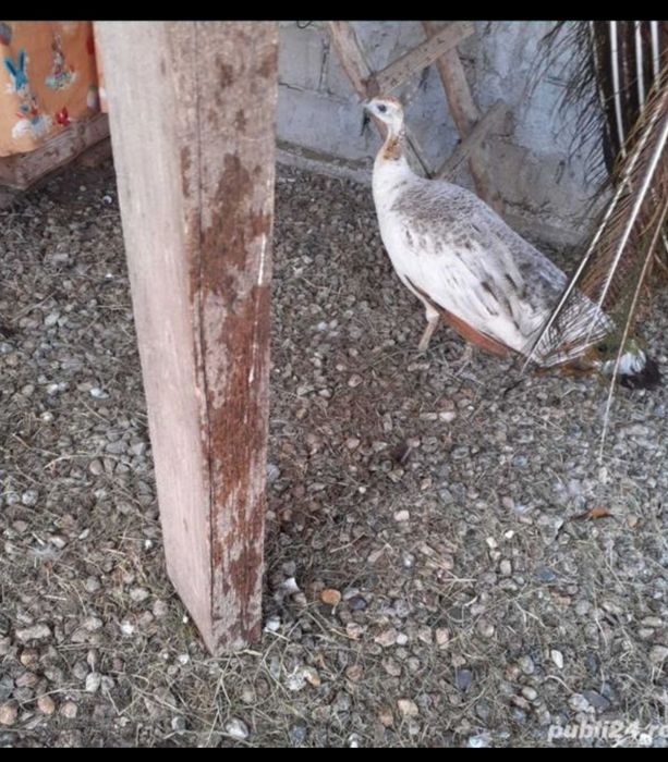 Vând pereche de păuni!