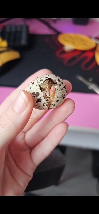 Продам инкубатор