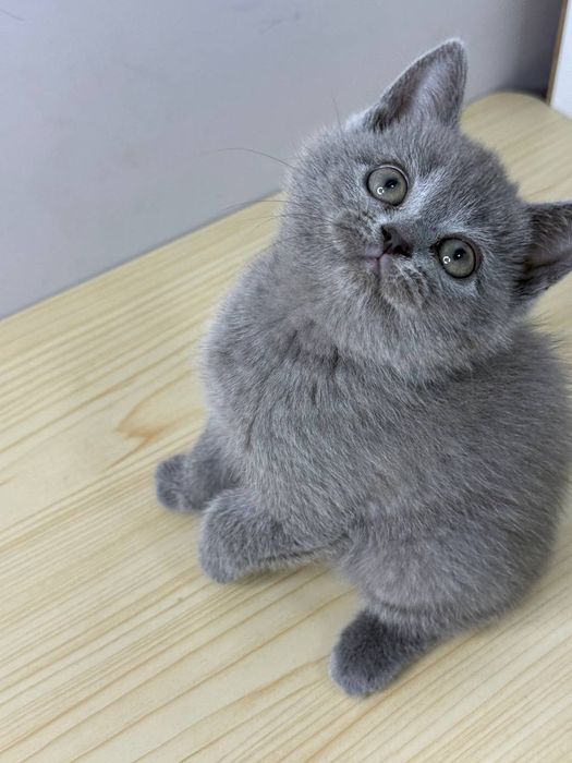 Продаётся  котята 3 штуки 2 девочки 1 мальчик