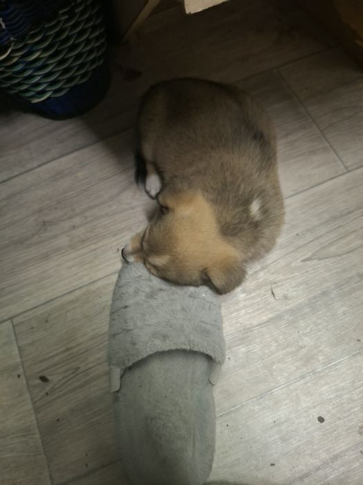 Отдам в добрые руки