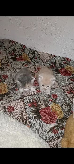 Прекрасные чудные котята