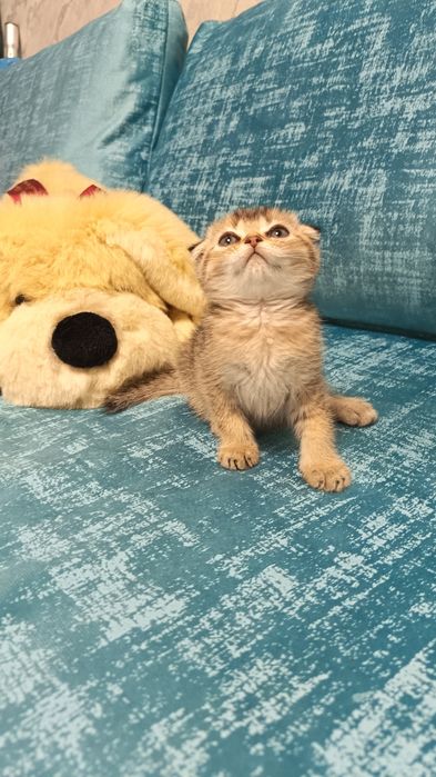 Чистокровные малыши от правильной вязки