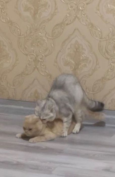 Приглашаем на Взяку!