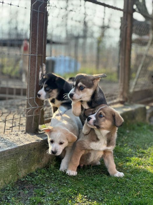 Donez catei - adoptie catei