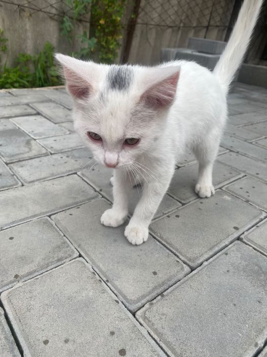 котенок , Город алматы , мальчик !!