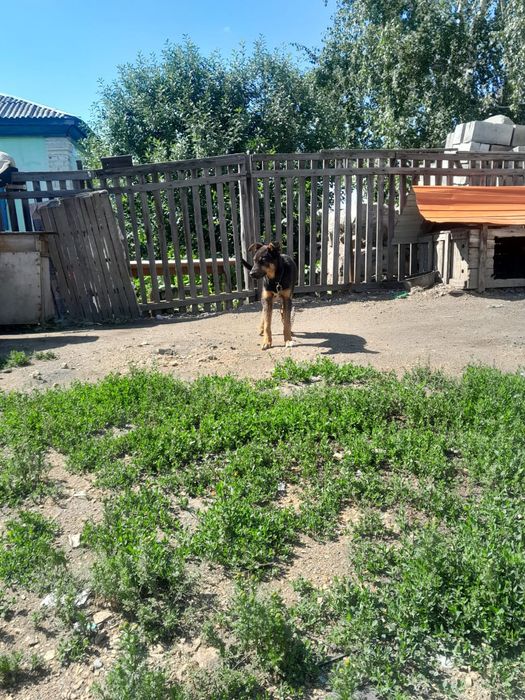 Бесплатно, срочно