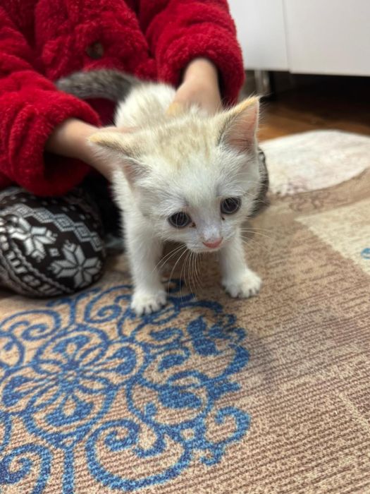 Отдам кошку в хорошие руки