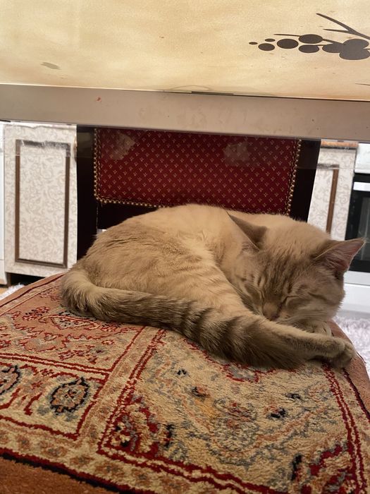 Продам,отдам кота в хорошие руки