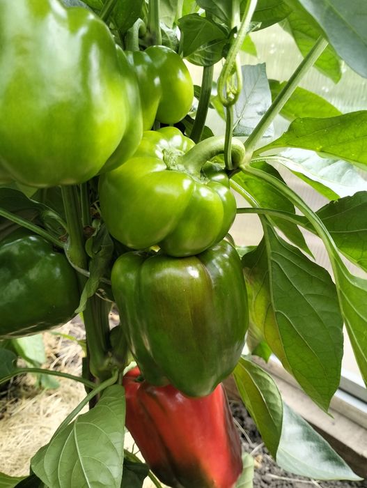 Продам помидоры, огурцы, перец