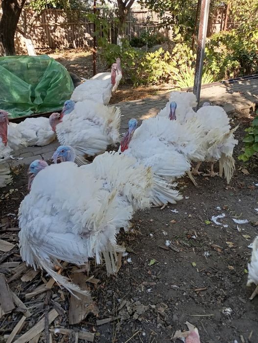 Curcani Big 16 , crescuți bio,de vânzare!30-35 Ron per kg!