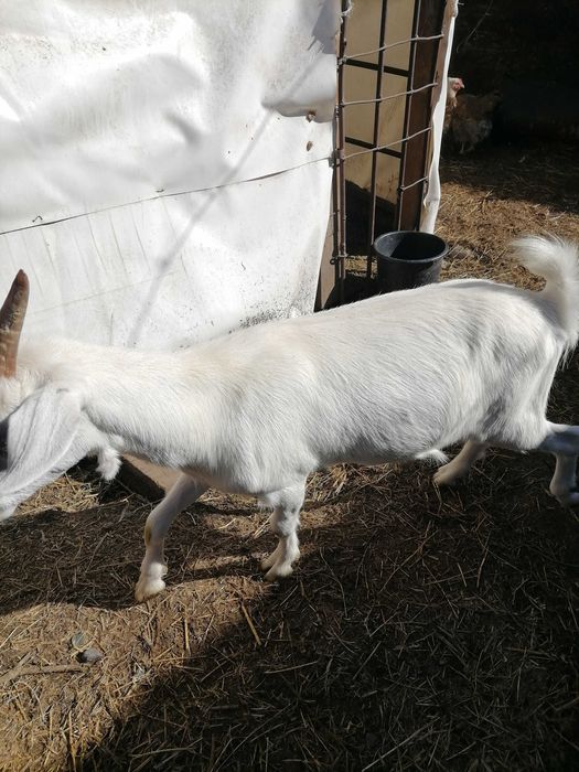 Пролом молодых козочек