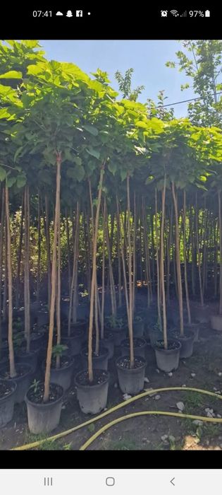 Platan / Mesteacăn/ Catalpa