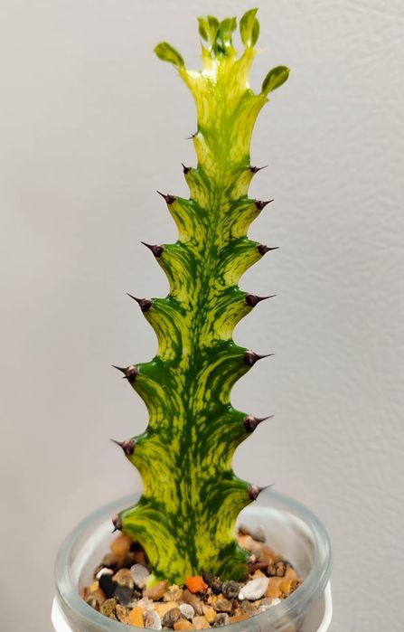 Эуфорбия Lactea Variegara