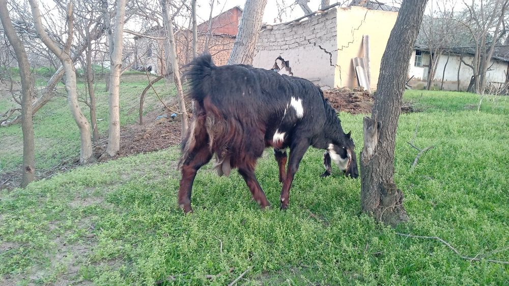 Коза битал 200 тыс