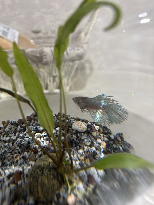 Продам аквариум с рыбкой