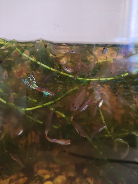 Водоросли аквариумные и рыбки гуппи.