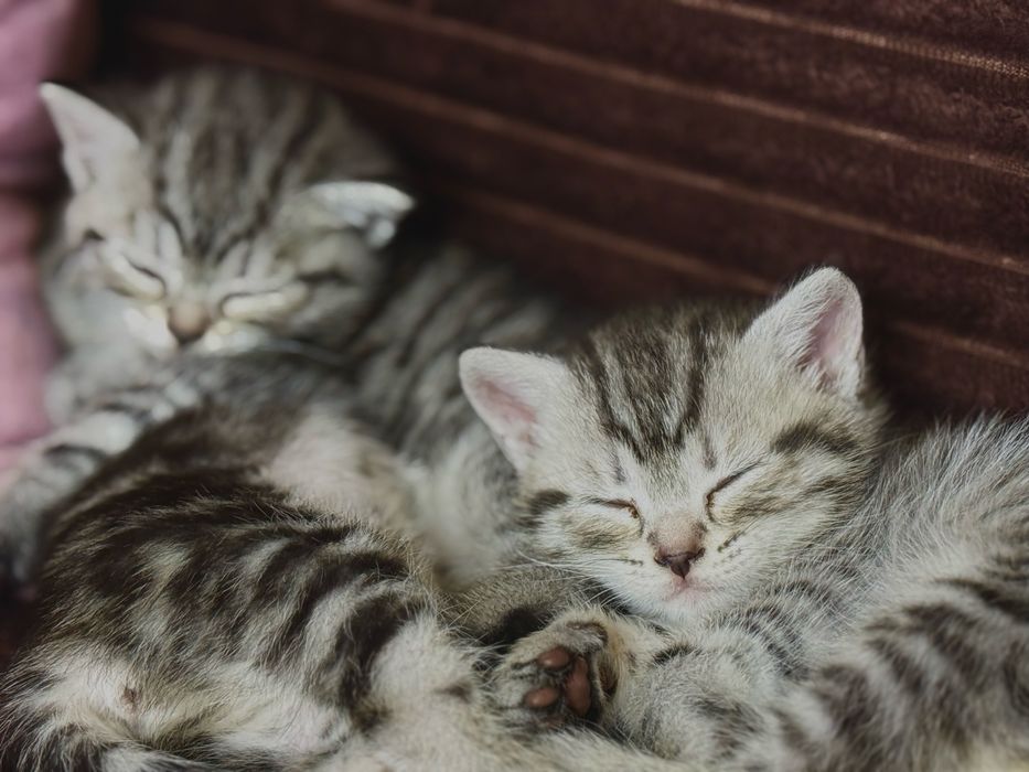 Шотладские котята