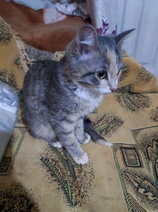 Котёнок трехцветка 4,5месяца