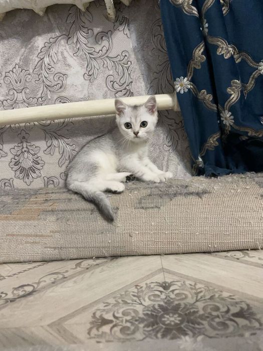 Продам котенка Уральск