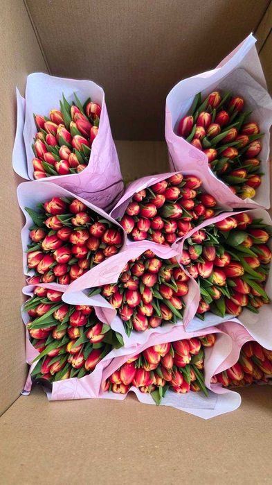 Тюльпаны (Голландская луковица) оптом и в розницу