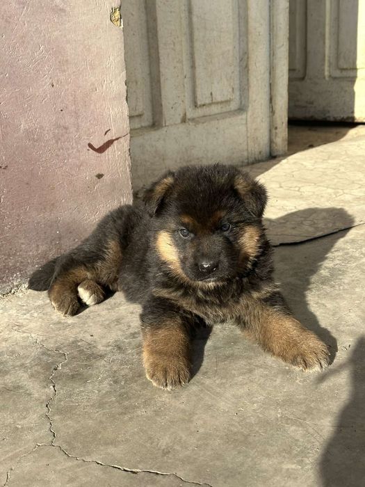 Малки Немски Овчарки