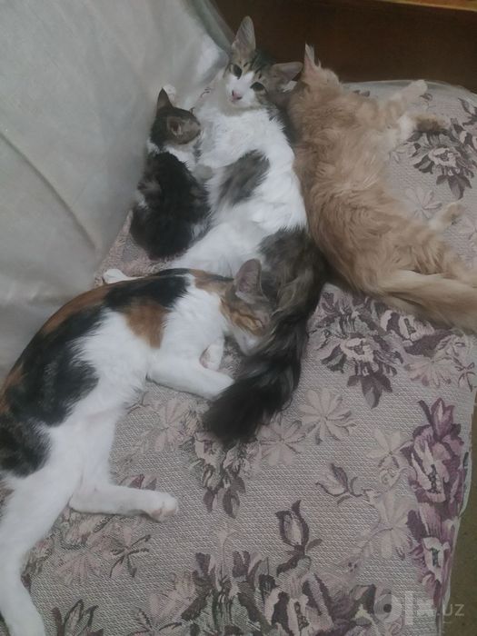 Котята даром. Спасите котят!