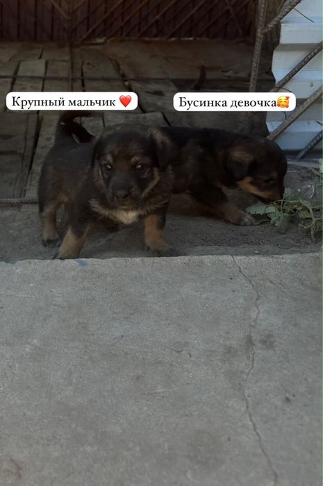 Щенки в добрые руки
