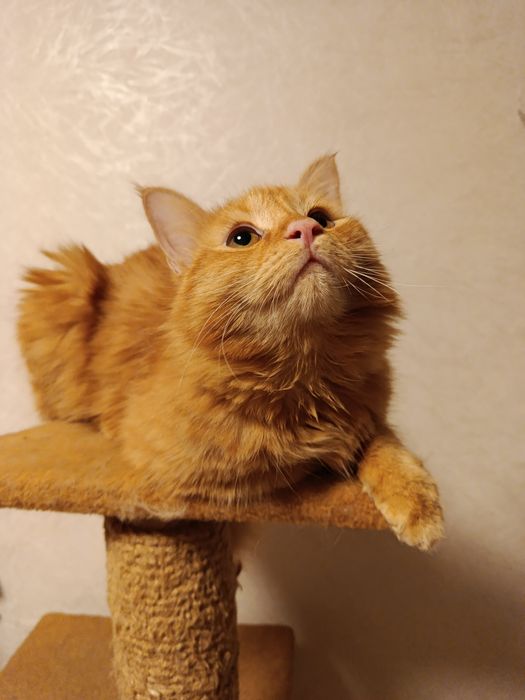 Отдам в хорошие руки