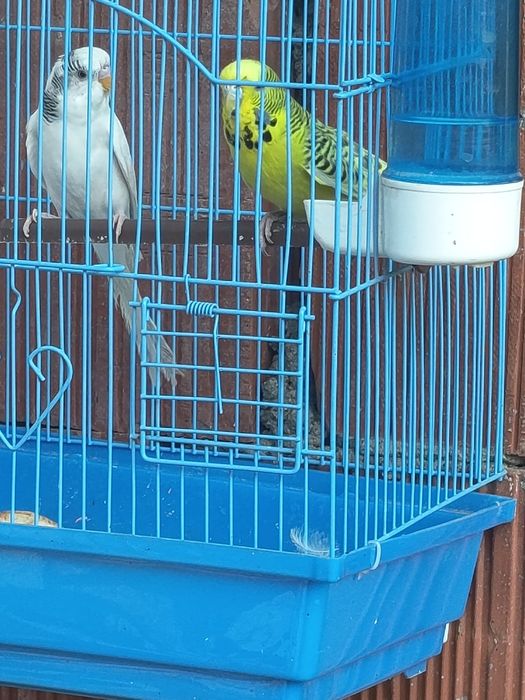 Perusi si canari #papagal #pasari exotice