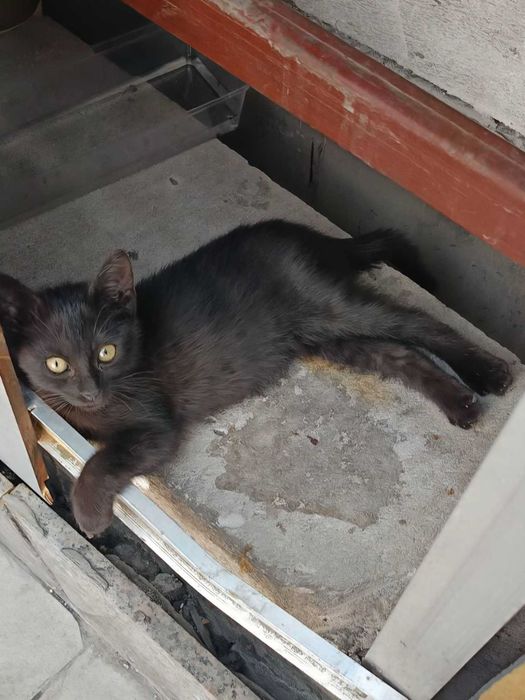 Коте бебе търси дом