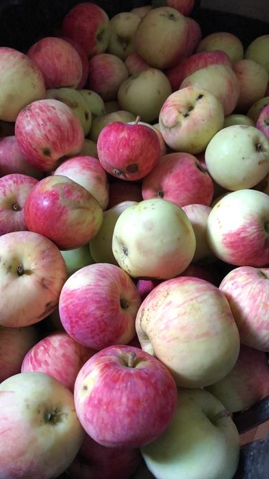 Дача за Новеньким