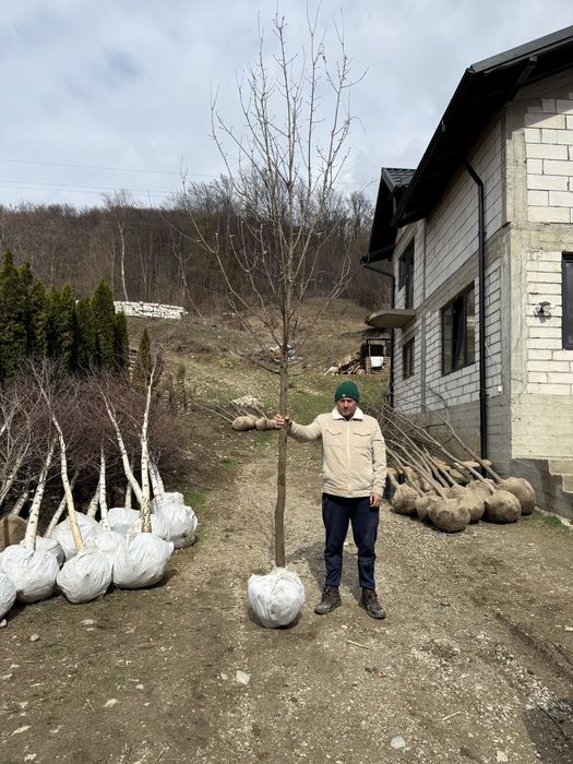 Vindem copacii pentru umbră