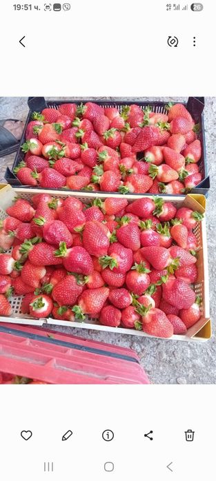 Расад ягоди и Малини