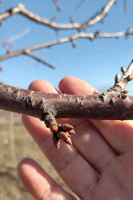 Curățare, plantare pomi fructiferi, copaci, zmeuri, muri, viță de vie