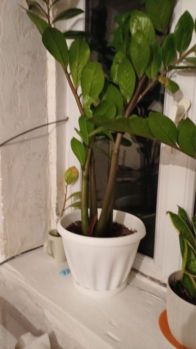 Комнатные цветы в горшках