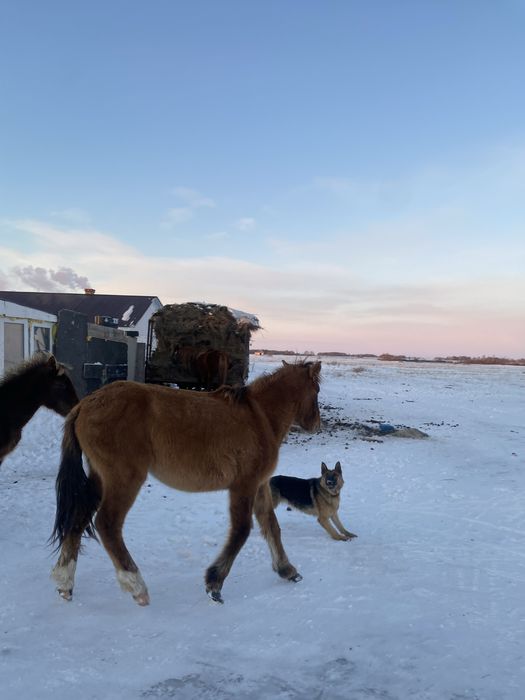 Тай жабағылар сатлады
