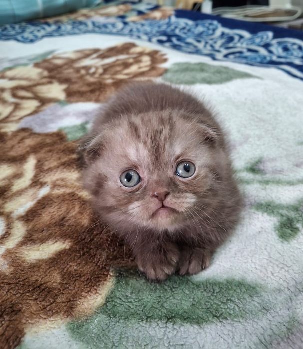 Шоколадный шотландский котенок.