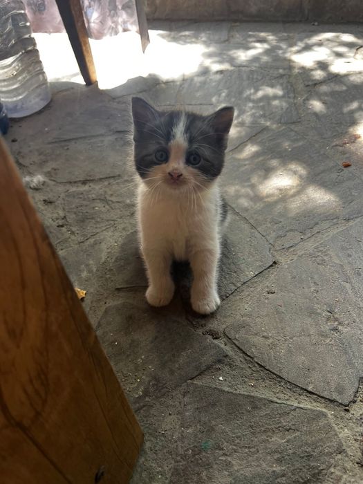 Отдам котят мама веслоухая