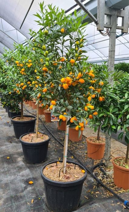 Avem la vânzare  lămâi si mandarin