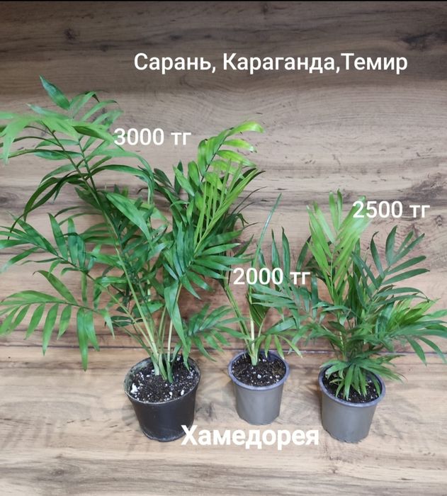 Хамедорея,гименокаллис,аспарагус