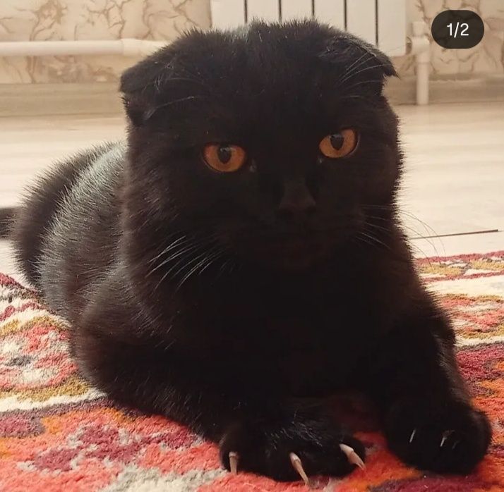 Кошечка ищет кота.