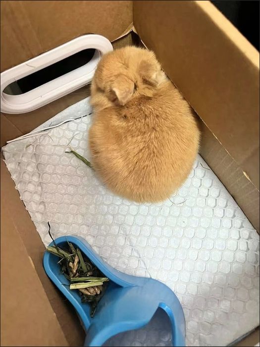 Jim bo‘lgan bola emas, mehribon bola