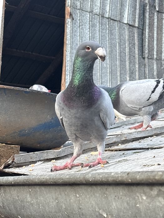 Vand porumbei voiajori germani